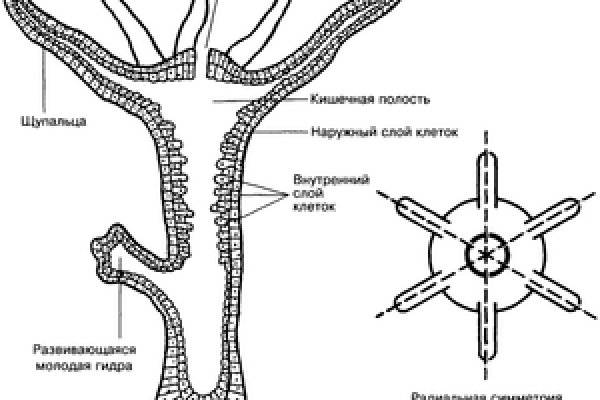 Кракен наркокортель