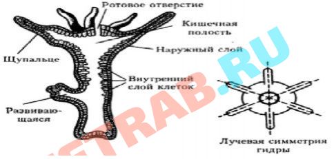 Как регистрироваться и заходить на кракен даркнет